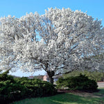 Set 2 White Dogwood Trees Live Plants in Quart Pot, 12 to 24 Inc Tall, Dogwood Trees for Planting Outdoors, White Flowering Dogwood Trees Shrubs Bushes Plants for Outside Planting