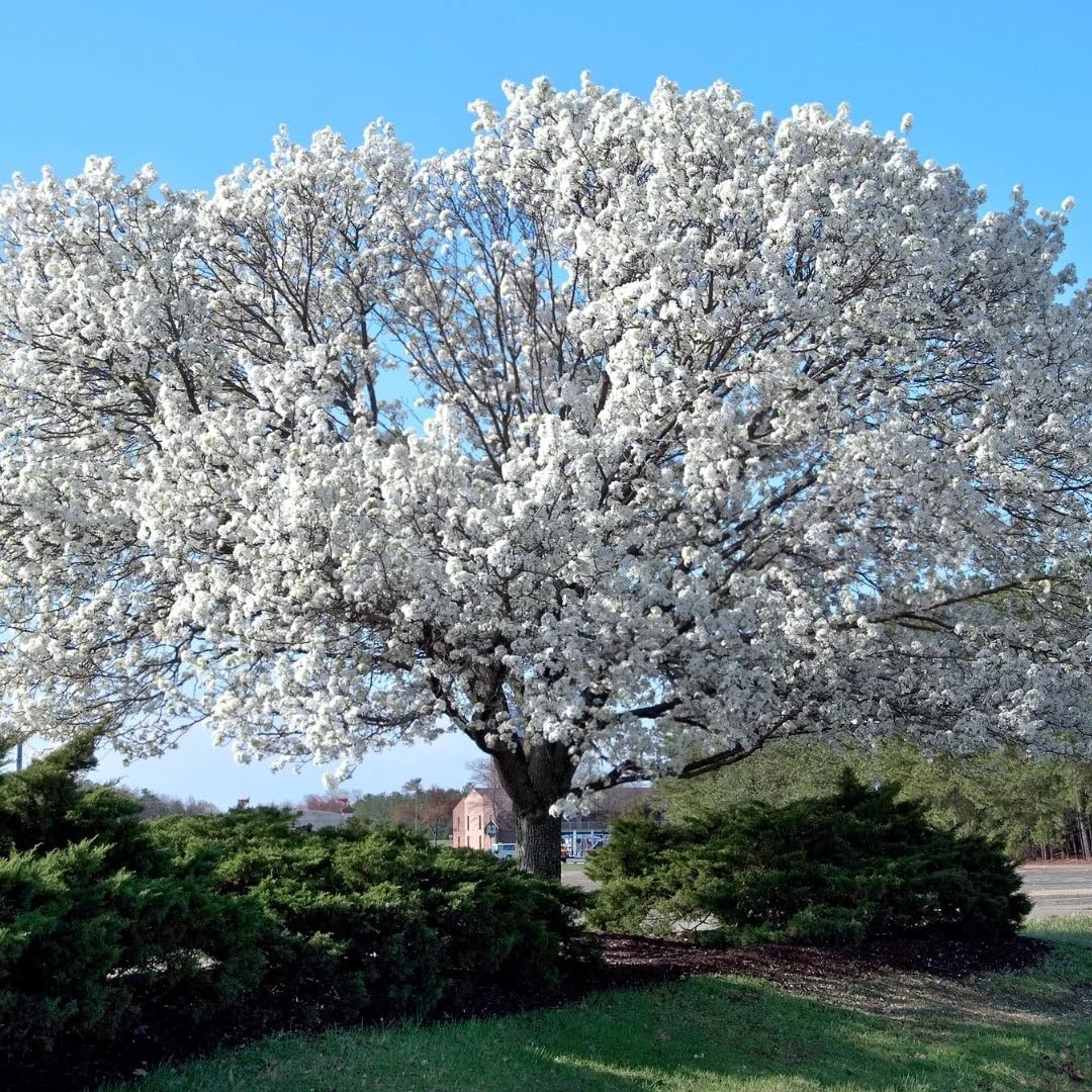 Set 2 White Dogwood Trees Live Plants in Quart Pot, 12 to 24 Inc Tall, Dogwood Trees for Planting Outdoors, White Flowering Dogwood Trees Shrubs Bushes Plants for Outside Planting
