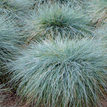 Set 2 Blue Fescue Grass Live Plant 4–7″ Tall, Silvery Blue Foliage, Ornamental Grass for Planting Outdoor