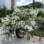 2 Bougainvillea Live Plants, Tropical Bougainvillea Flowering Vine, Fast Growing Outdoor and Container Plant, 4-8'' Tall (Variegated White)