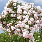 Climbing Roses Live Plants, Well Rooted 5-9" Tall, No Leaf, Ready to Plant Indoor Outdoor, Climber Rose Bush, Hybrid Tea Rose Like, Very Fragrant, Long Bloomer (New Dawn Pink)