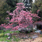 Pack 2 Pink Dogwood Trees for Planting Outdoors, 6 to 12 Inc Tall Pink Flowering Dogwood Trees Live Plants in 2.5" Pot, Cold Hardy, Well Rooted