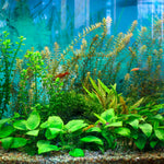 Set 300 Aquarium Grass Plant Seeds for Planting, Mix Aquarium Seeds, Ground Cover Freshwwater Grass Aquatic Seed Planting