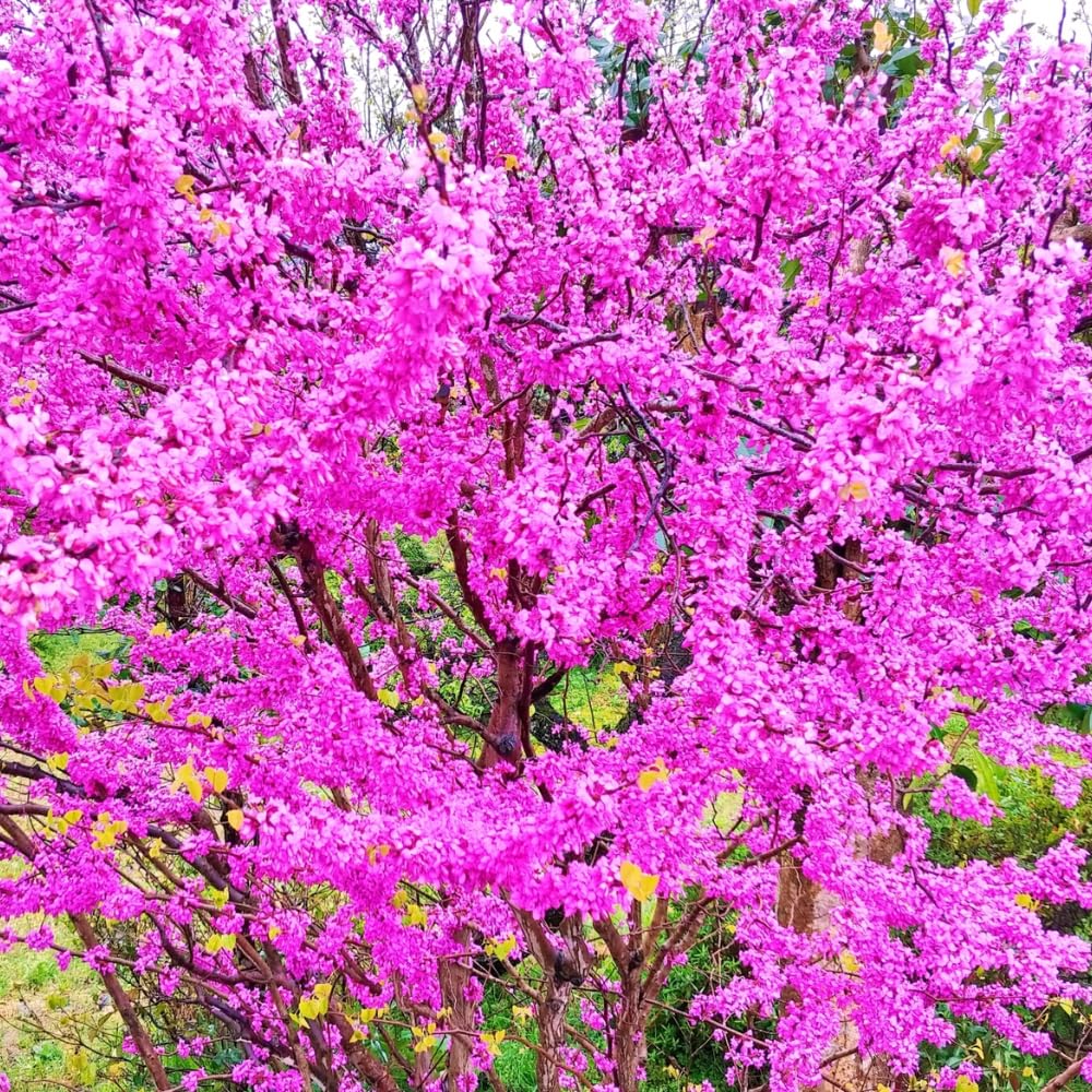 2 Redbud Trees Live Plants, Bare Roots Eastern Redbud Dormant Seedlings, Planting Spring, Cold Hardy, Zones 4-9, American Redbud Tree