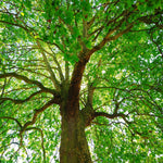 5 Sycamore Tree Plant Bare Roots, Large Shade Plant, Sycamore Plant Seedlings, No Leaves, 12 to 18'' Tall