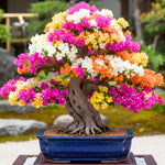 Pack 4 Multicolor Bougainvillea Plants Live, Bougainvillea Vine for Outdoor Landscaping and Containers, 4-8 Inch Tall Well-Rooted