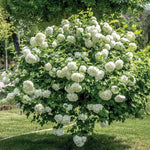 4 Japanese Snowball Viburnum Plants Live Dormant, Hardy White Flowering Shrubs, 1-2 Feet Height
