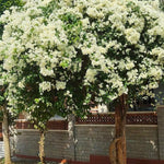 2 Bougainvillea Live Plants, Tropical Bougainvillea Flowering Vine, Fast Growing Outdoor and Container Plant, 4-8'' Tall (White Blooms)