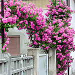Climbing Rose Live Plant Well Rooted, No Leaf, Ready to Plant Indoor Outdoor, Climber Rose Bush, Hybrid Tea Rose Like, Very Fragrant, Long Bloomer (Pink - Deep Pink)