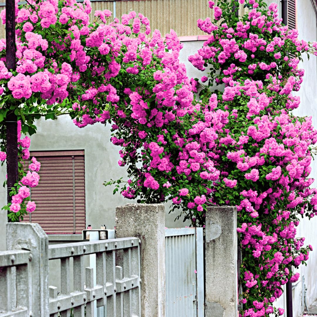 Climbing Rose Live Plant Well Rooted, No Leaf, Ready to Plant Indoor Outdoor, Climber Rose Bush, Hybrid Tea Rose Like, Very Fragrant, Long Bloomer (Pink - Deep Pink)