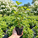 Hardy Snowball Viburnum Live Plant, Garden Bush, 8-10 Inch Tall