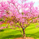 Seedling Eastern Redbud Tree Live Plant 1 Year Old, Spring Planting American Red Bud Tree Live Plant 6-14" in Tall