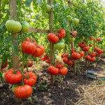 Beefsteak Tomato Live Plants, 2 Plant Per Pot 5-8" Tall