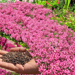 100+ Creeping Thyme Seeds, Pink Creeping Thyme Seeds Ground Cover for Landscaping, Vibrant Blooms Garden Seed