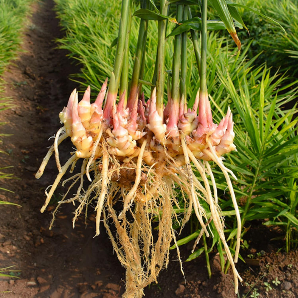 2 Ginger Plants Live for Planting, 4 to 7 Inches in Height, Ginger Roots