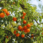Orange Tree Live Plant, Red Navel Orange Plant Live, 1 Gallon Pot, Citrus Fruits Tree Garden, No Ship to CA