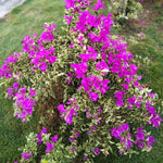 2 Bougainvillea Live Plants, Tropical Bougainvillea Flowering Vine, Fast Growing Outdoor and Container Plant, 4-8'' Tall (Variegated Purple Blooms)