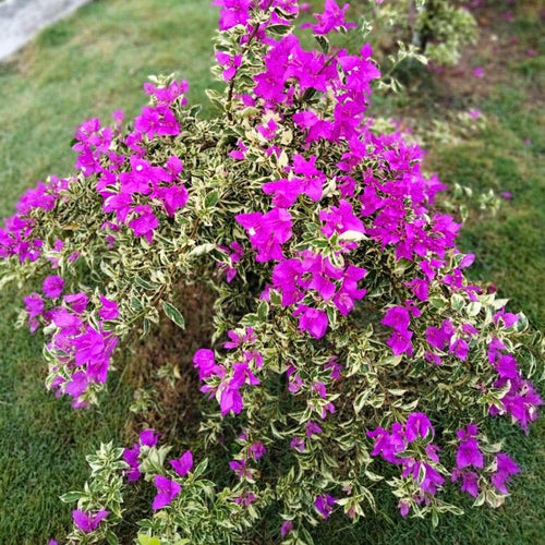 2 Bougainvillea Live Plants, Tropical Bougainvillea Flowering Vine, Fast Growing Outdoor and Container Plant, 4-8'' Tall (Variegated Purple Blooms)