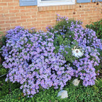 Aster Live Plant, Aster Plant Live, Perennial Asters Plants, Vibrant Flower Blooms, 5-7 Inches in Height for Growing (Purple)