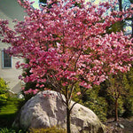 Pink Flowering Dogwood Trees for Planting Outdoors, 6 to 12" Tall in 2.5" Pot, Pink Dogwood Tree Live Plant, Zones 5-9