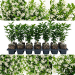 Confederate Star Jasmine Live Plant – Climbing White Flower Vine, Fragrant Indoor & Outdoor 4-6” Tall Decorative Plant