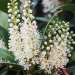2 Cherry Laurel Shrubs Trees Live Plants, 1-2 Feet Dormant Bush Hedge Bare Roots Seedlings, Winter Hardy, Zones 6–9