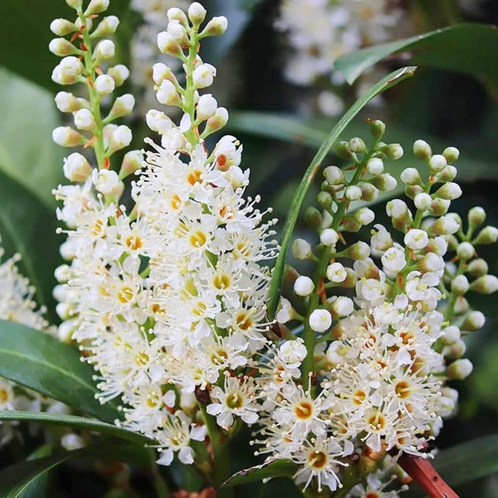 2 Cherry Laurel Shrubs Trees Live Plants, 1-2 Feet Dormant Bush Hedge Bare Roots Seedlings, Winter Hardy, Zones 6–9