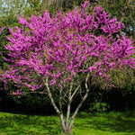 Eastern Redbud Tree in Quart Pot, Hardy Flowering Shade Trees for Outdoor Landscape and Garden, 6-12 Inches, Fast Growing, Low Maintenance