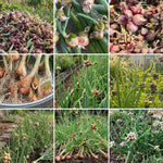 Set of 5 Egyptian Walking Onion Live Plants, 2 Year Old Perennial Onions