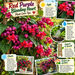 2 Red Purple Bleeding Heart Vine Plants Live, Clerodendrum Flower 5-9" Tall