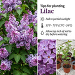 Fragrant Common Lilac Plant in 4 Inch Pot, Hardy Flowering Lilac Shrub, Fragrant Purple Blossoms