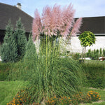 2 Pink Pampas Grass Plants Live, 5-9 Inch Tall, Ornamental Grass Live Plants for Outdoor Landscaping