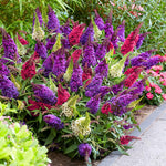 Pack 2 Butterfly Bushes Live Plant, Fragrant Buddleia Bush Shrub, 4 to 9 Inch Tall (Mixed Blooms)