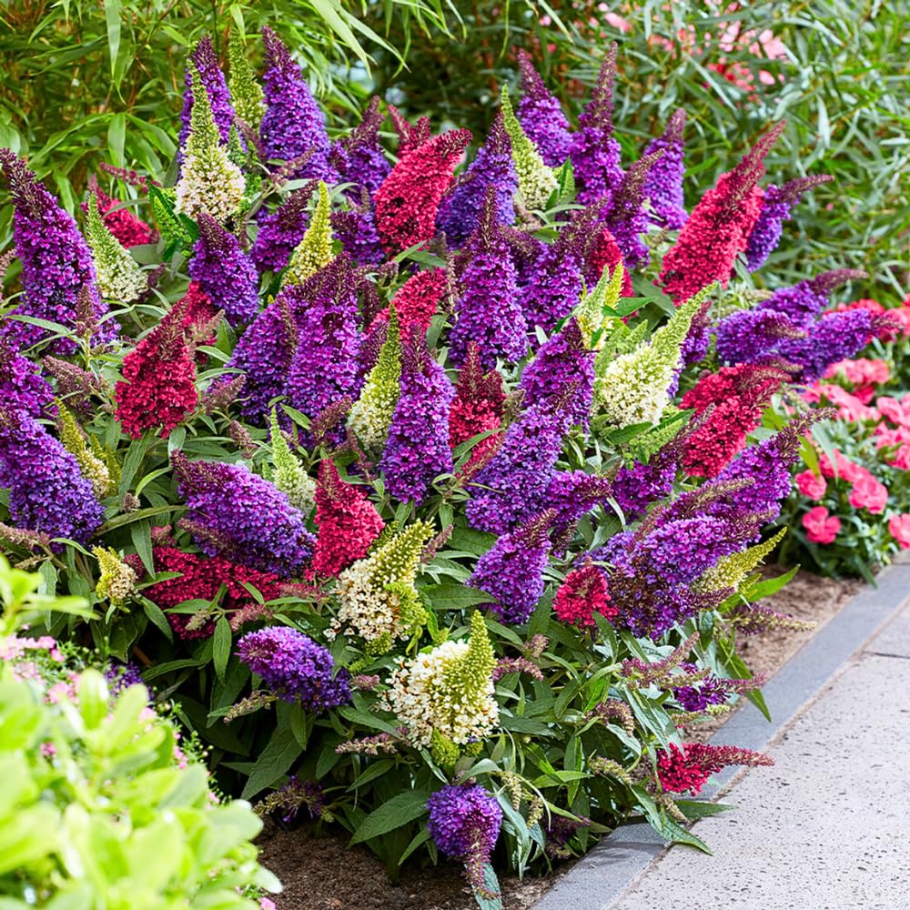 Pack 2 Butterfly Bushes Live Plant, Fragrant Buddleia Bush Shrub, 4 to 9 Inch Tall (Mixed Blooms)