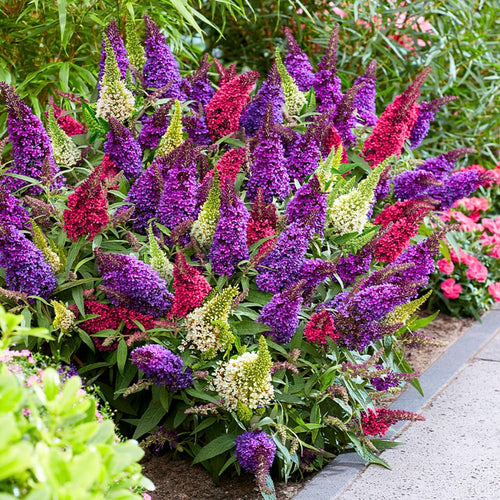 Pack 2 Butterfly Bushes Live Plant, Fragrant Buddleia Bush Shrub, 4 to 9 Inch Tall (Mixed Blooms)