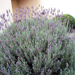 Pack 2 Lavender Live Plants 4-8 Inches, Hardy Fragrant Perennial Outdoor Herb Plant (Creek Lavender)