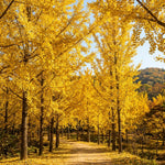 Ginkgo Live Tree, Ornamental Tree, 3-6 Inches Tall