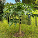 Papaya Tree Live Plant in 4'' Pot, 5–10 inch Tall, Tropical Fruit Tree for Outdoor Garden