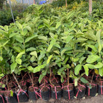 2 Pink Guava Trees Live Plants from 5 to 7'' Tall, Guava Plant Live for Planting Outdoor Indoor, Zone 9 to 11