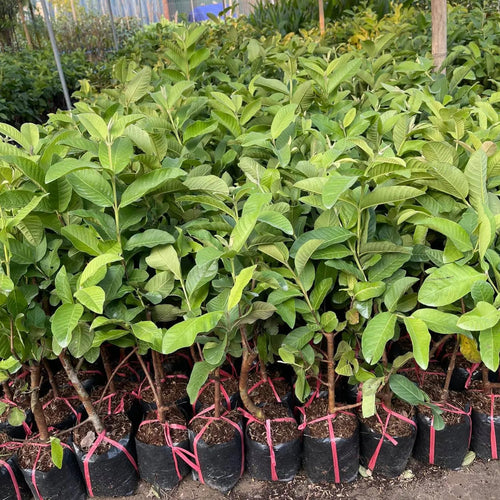 2 Pink Guava Trees Live Plants from 5 to 7'' Tall, Guava Plant Live for Planting Outdoor Indoor, Zone 9 to 11