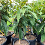 Loquat Fruit Tree 2-3 Feet Tall, One Gallon Pot, Well-Rooted Loquat Plant for Garden and Orchard Planting