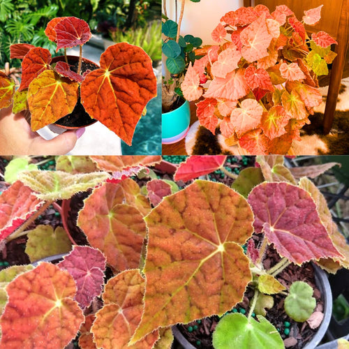 2 Live Begonia Angel Wing Maculata Set, Size 5-9 Inch Tall, Assorted Polka Dot Begonia Plants, Indoor Outdoor Decorative Houseplants (Begonia Autumn)