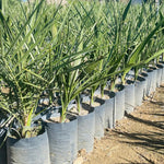 Live Palm Tree Plant in 3 Gallon Pot, No CA, Large Fully Rooted Size, Ready to Plant for Home Décor Indoor Outdoor Landscape, Rare Palm Trees, Seashore Palm