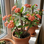 Salmon Euphorbia Crown of Thorns Plant, Perennial Succulent Live Plant Indoor Outdoor 4-7 Inches
