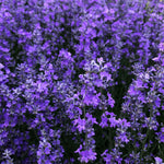 Pack 2 Lavender Live Plants 4-8 Inches, Hardy Fragrant Perennial Outdoor Herb Plant (Phenomenal Lavender)