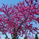 Live Redbud Tree Plant 1 Year Old for Outdoot Spring Planting, Eastern Red Bud Tree Live Plant for Planting, Zones 5 to 9