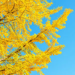 5 Ginkgo Biloba Trees Bare Roots, Yellow Ginkgo Tree Seedlings 6-12 Inches, Cold Hardy Shade Trees for Outdoor Garden