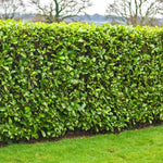 2 Cherry Laurel Shrubs Bare Roots, Hardy Shrubs for Hedges and Landscaping, Winter Dormant