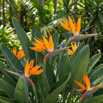 Set 2 Orange Bird of Paradise Live Plants, Tropical Indoor and Outdoor Ornamental Plant, 4-7 Inch Tall Well Rooted