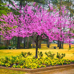 02 Eastern Red Bud Trees Live Plants, 6-12" in Tall for Spring Planting, Redbud Tree Live Zones 5-9